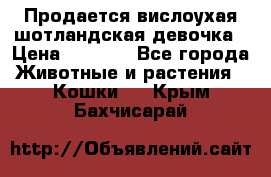 Продается вислоухая шотландская девочка › Цена ­ 8 500 - Все города Животные и растения » Кошки   . Крым,Бахчисарай